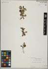 Foto von Salix herbacea L. x Salix myrsinites L.